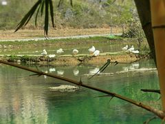 -靖西鹅泉风景区
