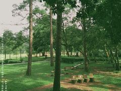 -南宁良凤江国家森林公园