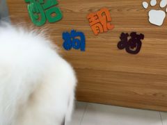 -酷狗靓猫宠物·洗护·美容·寄养(航北路店)