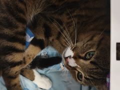 -博特宠物医院24h犬猫全科.骨科·异宠