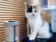-芭比堂动物医院·犬猫全科·异宠专科(雁塔分院)