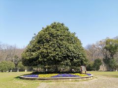 -灵谷景区