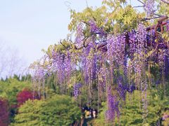 -嘉定紫藤园