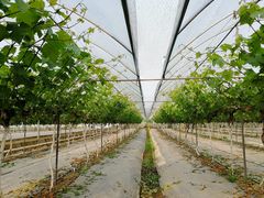 -金谷域澳洲庄园