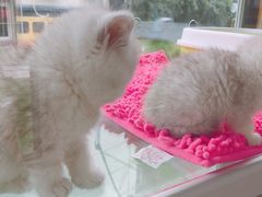 -宠爱多约克夏马尔济斯泰迪小型犬专卖