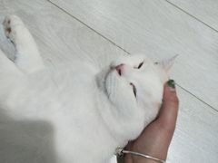 -喵的天空名猫咖啡馆·撸猫·猫舍·用品
