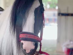 -北京群众马术培训基地