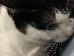 -纳吉亚猫专科动物诊疗中心(蒋宅口分院)