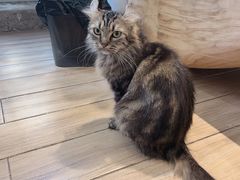 -李小姐の猫咖啡馆(五角场店)