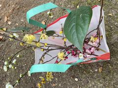 -丸摩堂鲜果茶(九方店)