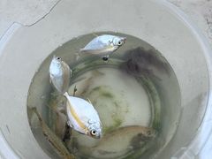 -小猫钓鱼海钓俱乐部(椰梦长廊店)