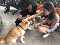 -柴犬高等学院·狗咖·柴犬售卖·宠物训练