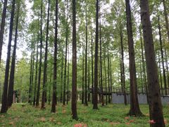 -黄海国家森林公园