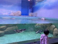 -重庆欢乐海底世界