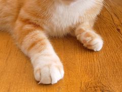 -平行世界·猫咖(首经贸店)