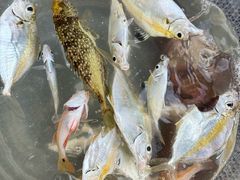 -小猫钓鱼海钓俱乐部(椰梦长廊店)