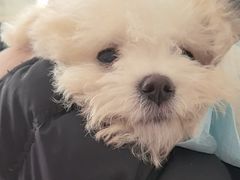 -瑞派雷欧宠物医院·24h夜诊·心脏骨科牙科·全科重症转诊中心(无影山店)
