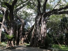 -瑞丽独树成林风景区