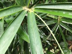 -香园自助小火锅