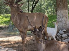 -北京野生动物园