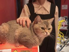 -猫色咖啡·猫咖