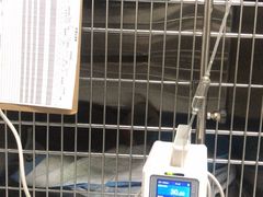 -艾贝尔宠物医院·24H转诊中心·肿瘤猫专科(江宁双龙店)