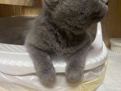 -屋虎猫馆(宝安大仟里店)