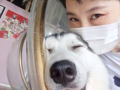 -Husky Go! 哈士奇体验馆·宠物咖啡厅狗咖