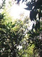 -大屏嶂森林公园
