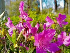 -广东花都湖国家湿地公园