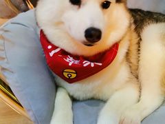 -Husky Go! 哈士奇体验馆·宠物咖啡厅狗咖