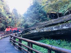-阿里山神木遗迹