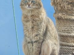 -青藏高原野生动物园