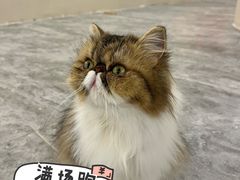 -More Fun猫咖 二十只万元加菲主题