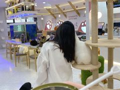 -喵园·猫主题咖啡厅·撸猫·猫咖(国贸店)