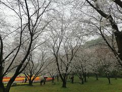 -苏州上方山国家森林公园