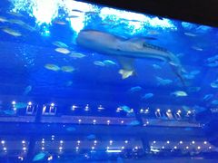 -成都浩海立方海洋公园