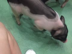 -藦茜花园宠物主题亲子互动体验馆(国顺东路店)