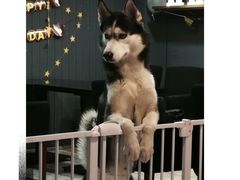 -百好乐宠物友好餐厅(朝外大街店)