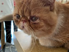 -平行世界·猫咖(首经贸店)