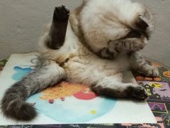 -猫色咖啡·猫咖