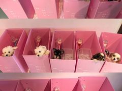 -翊宠yipet猫狗购宠庄园犬舍•猫舍