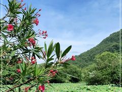 -八卦田遗址公园