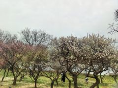 -无锡梅园公园