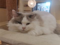 -滚猫咖啡·猫咖·猫友好撸猫(未来城店)