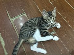 -爱佳宠物中心医院24H·CT·骨外科·猫专科(瑶海万达店)