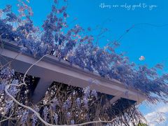 -石家庄市植物园