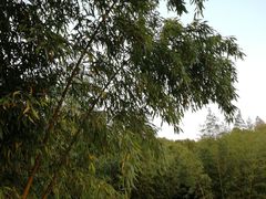 -上海市保健医疗中心(华东疗养院)