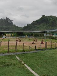 -阿菠萝小猪农场·萌宠乐园·亲子游·研学