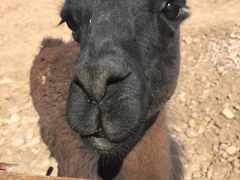 -鄂尔多斯野生动物园